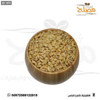صنوبر صيني علب الشيخ قاسم